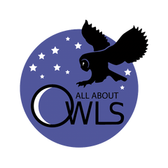 All About Owls