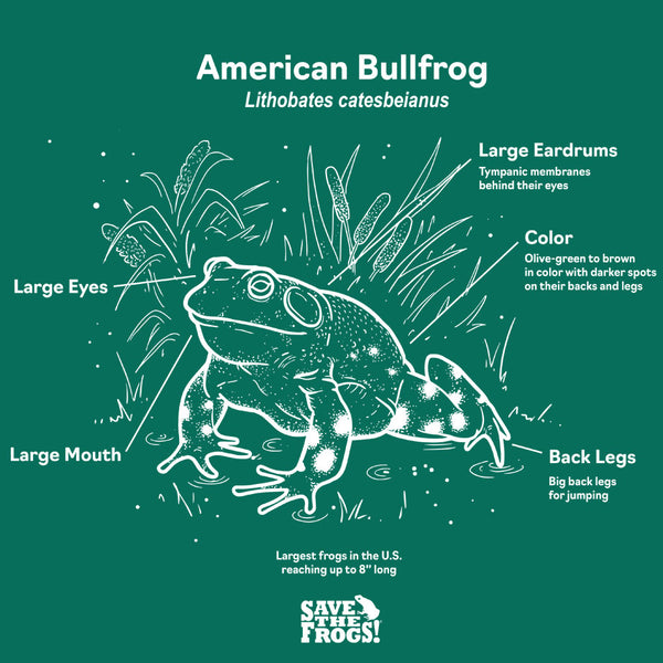 Save the Frogs -American Bullfrog - 2024