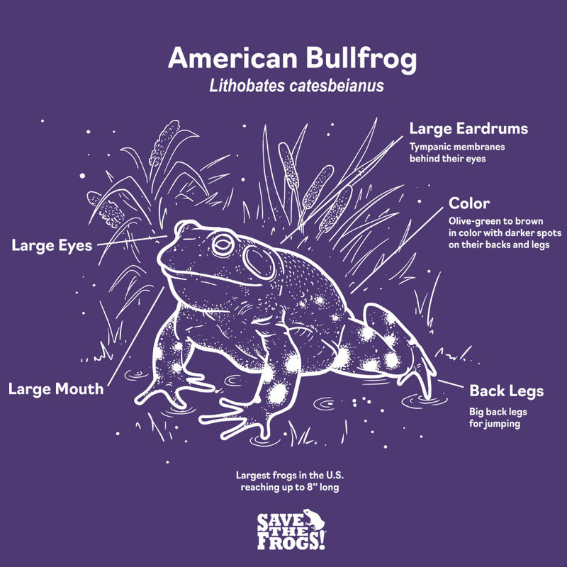 Save the Frogs -American Bullfrog - 2024