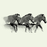 Grevy's Zebra Trust - 100% ORGANIC Adult Allmade® Tee - White Sand