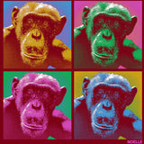 Noelle - Adult - Cardinal