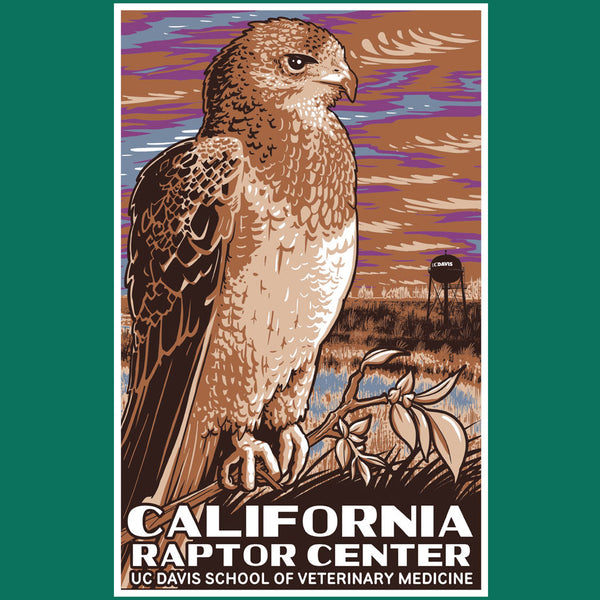 California Raptor Center - Adult - Royal Pine