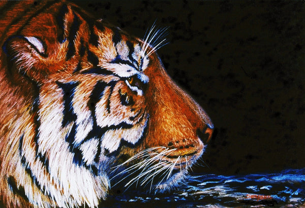 Sumatran Tiger in Water - signed limited edition print by Cynthia Sampson